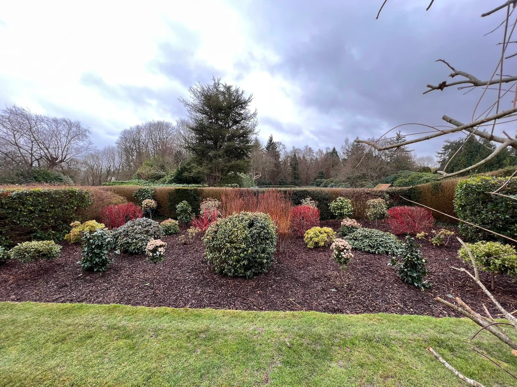 A garden border with rounded evergreen shrubs, red stems, mulch and a lawn edge.